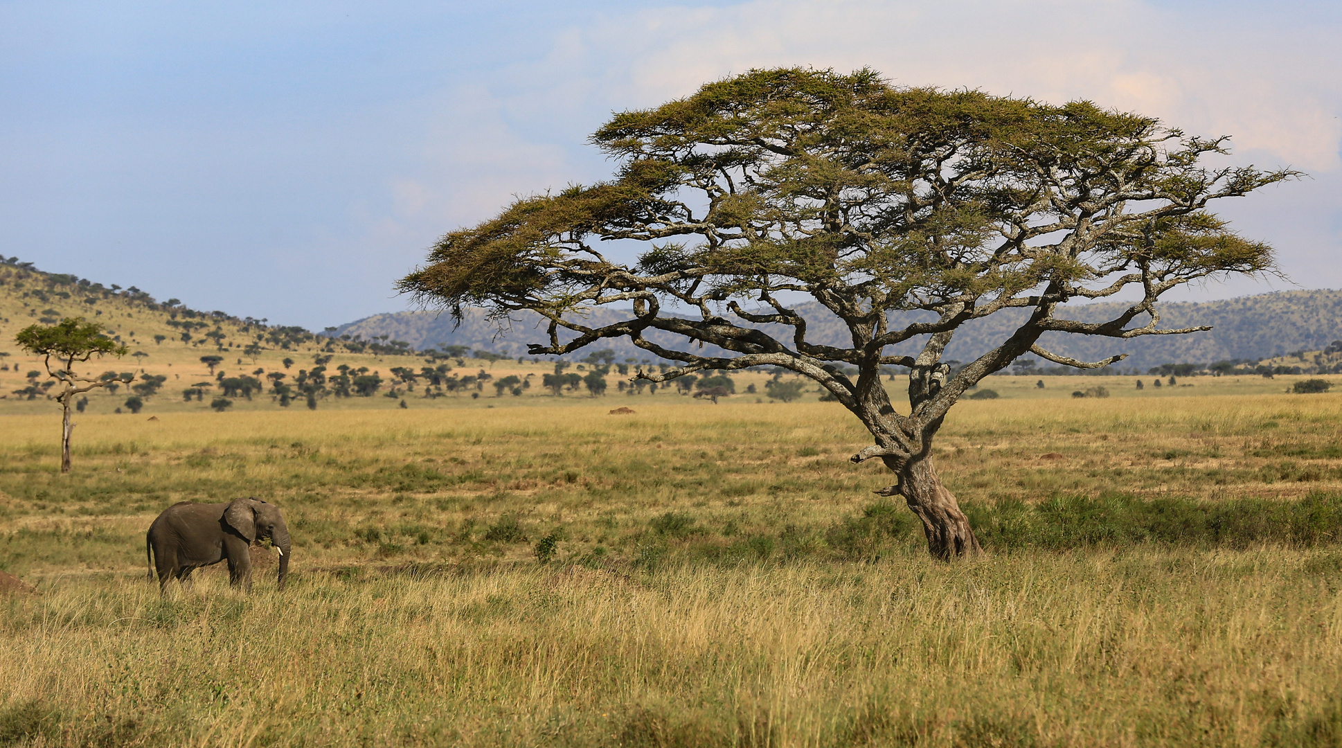 Kleiner Elefant an großem Baum