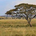 Kleiner Elefant an großem Baum