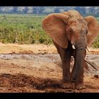 Kleiner Elefant auf der Suche nach Abenteuer