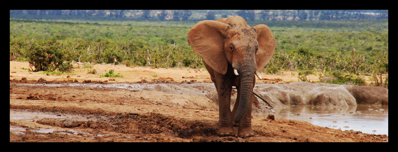 Kleiner Elefant auf der Suche nach Abenteuer