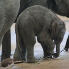 kleiner Elefant aus Köln: Khin Yadanar Min