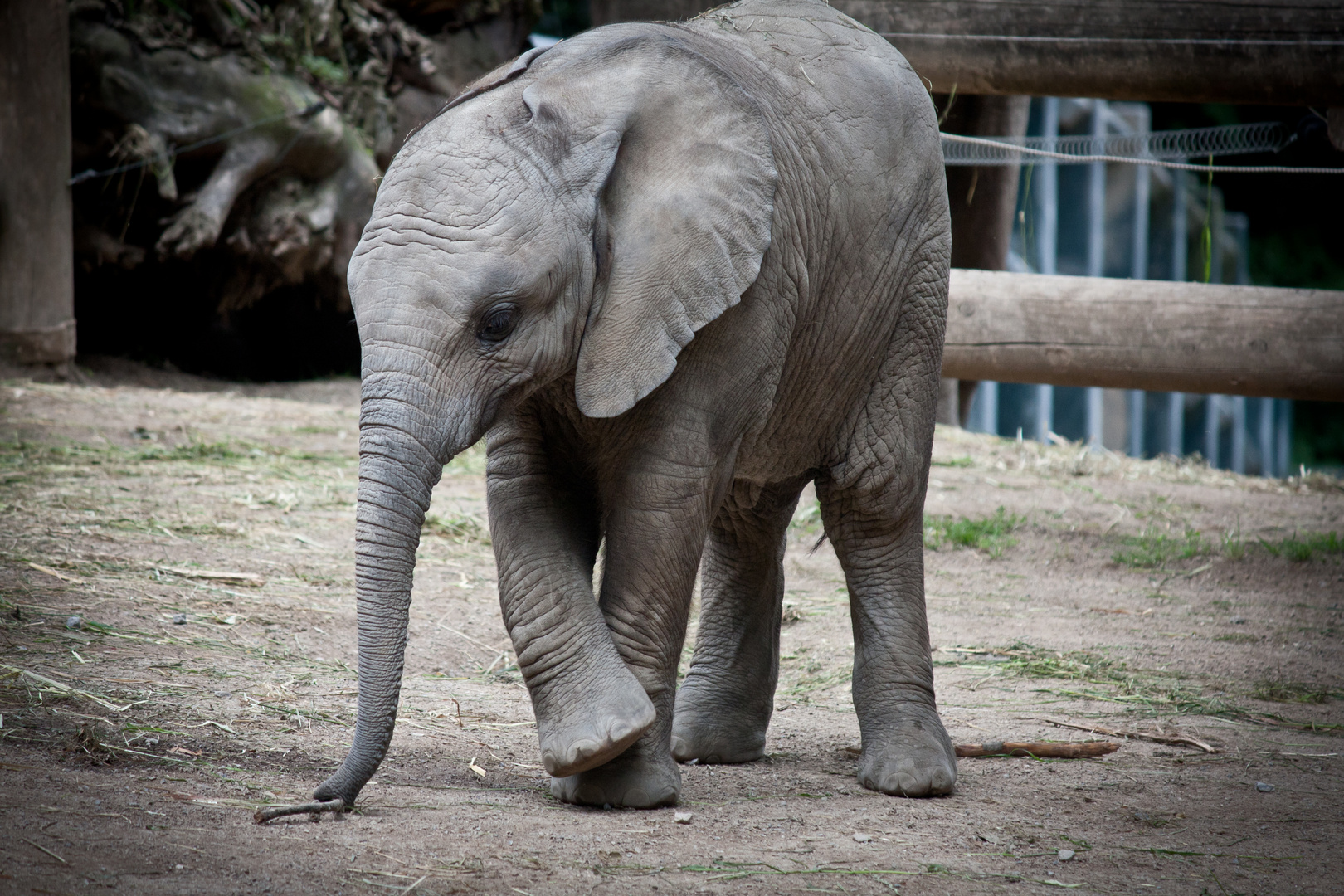 Kleiner Elefant