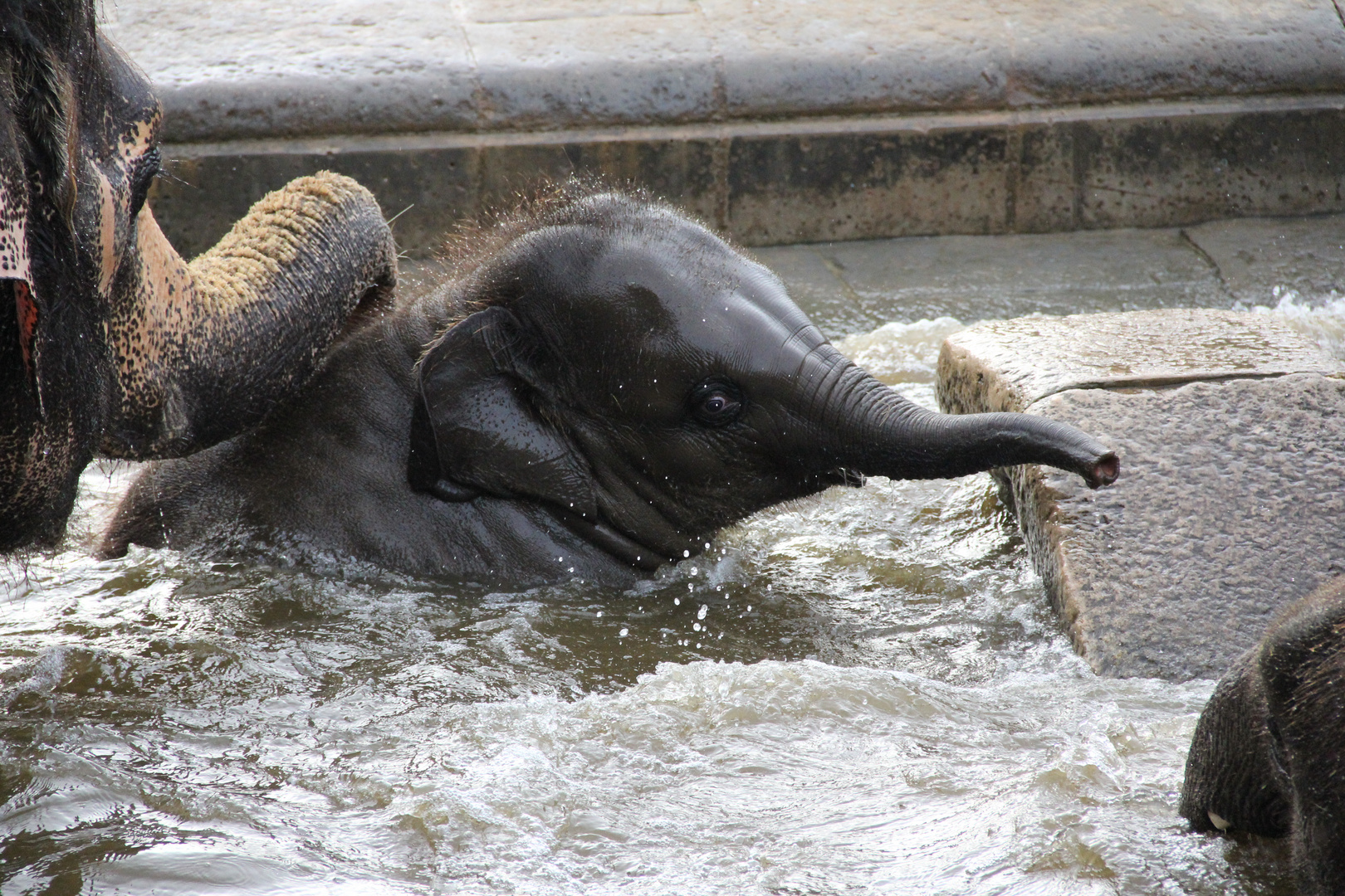 Kleiner Elefant beim Baden