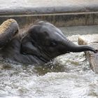 Kleiner Elefant beim Baden