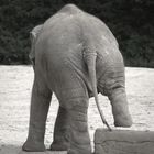 kleiner Elefant