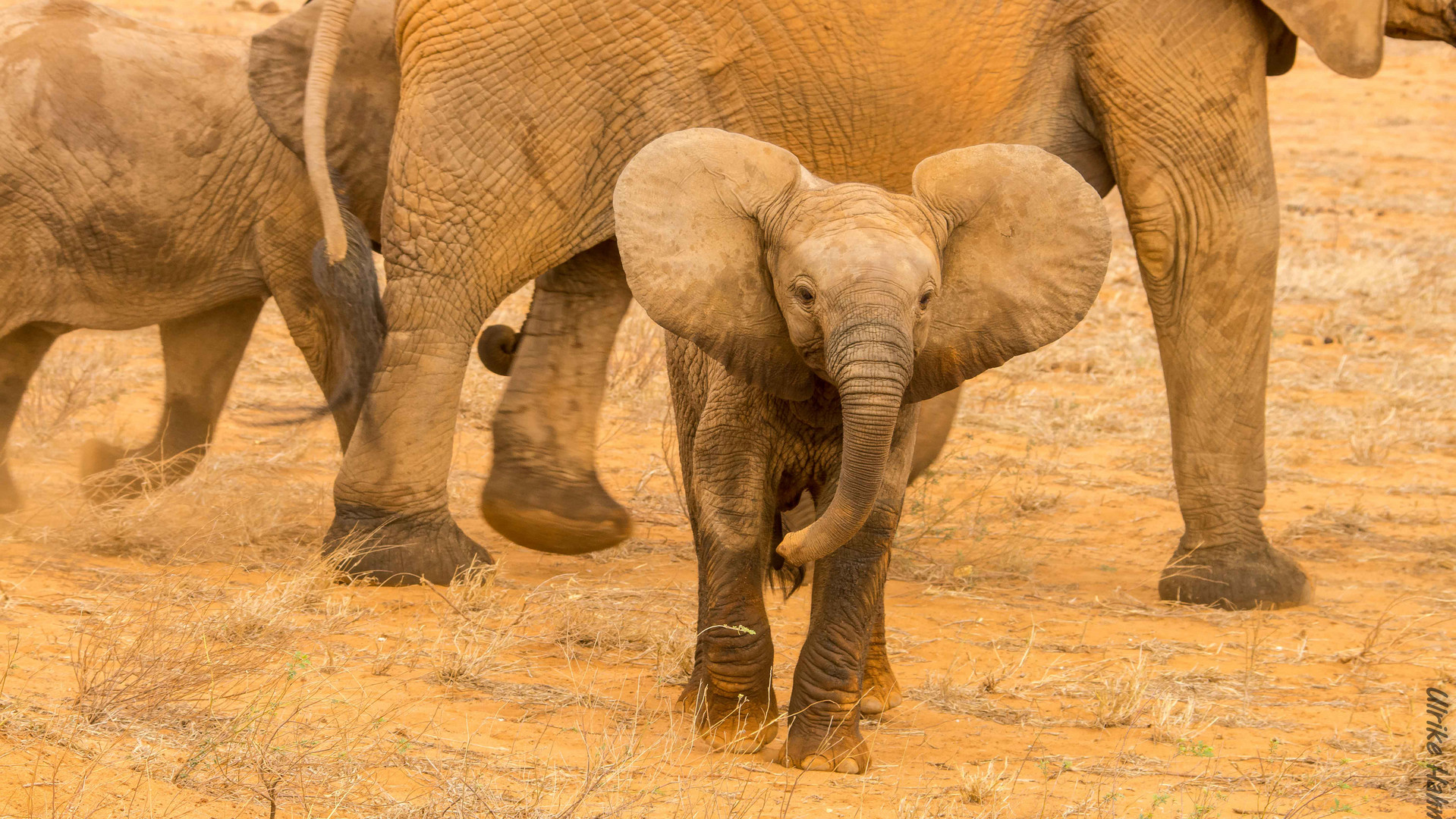 Kleiner Elefant gaaaanz groß