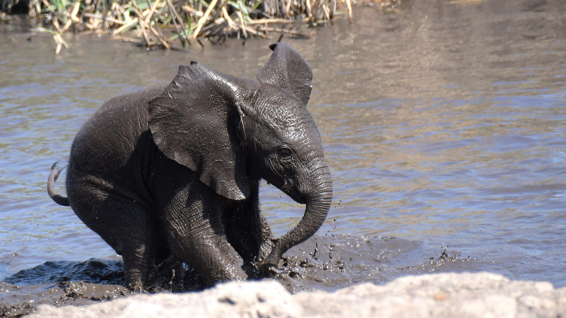 Kleiner Elefant ganz groß