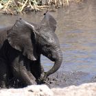 Kleiner Elefant ganz groß