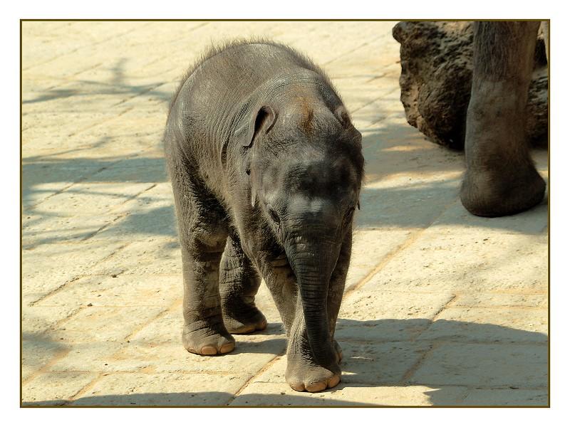 Kleiner Elefant geniert sich noch