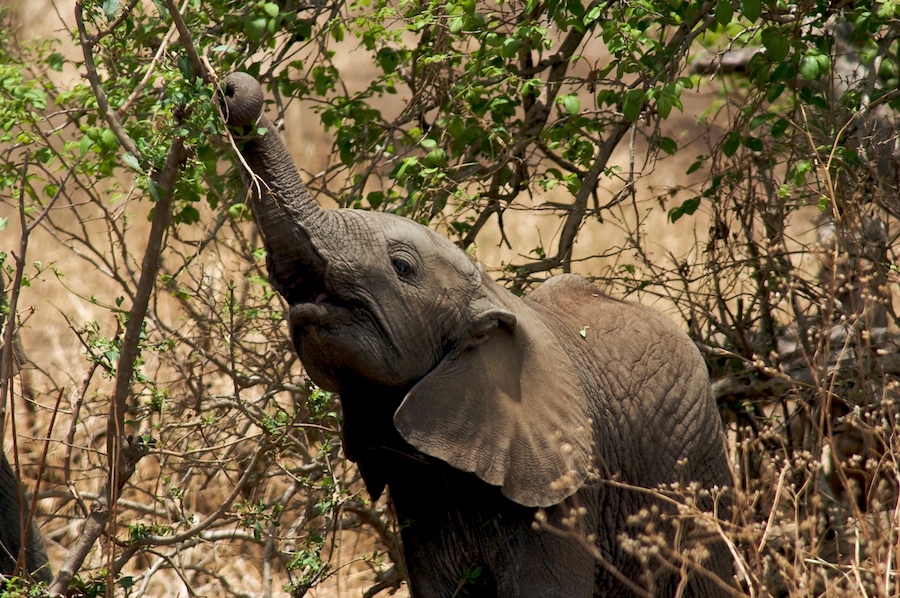 Kleiner Elefant greift sich ein Blatt