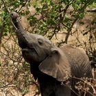 Kleiner Elefant greift sich ein Blatt