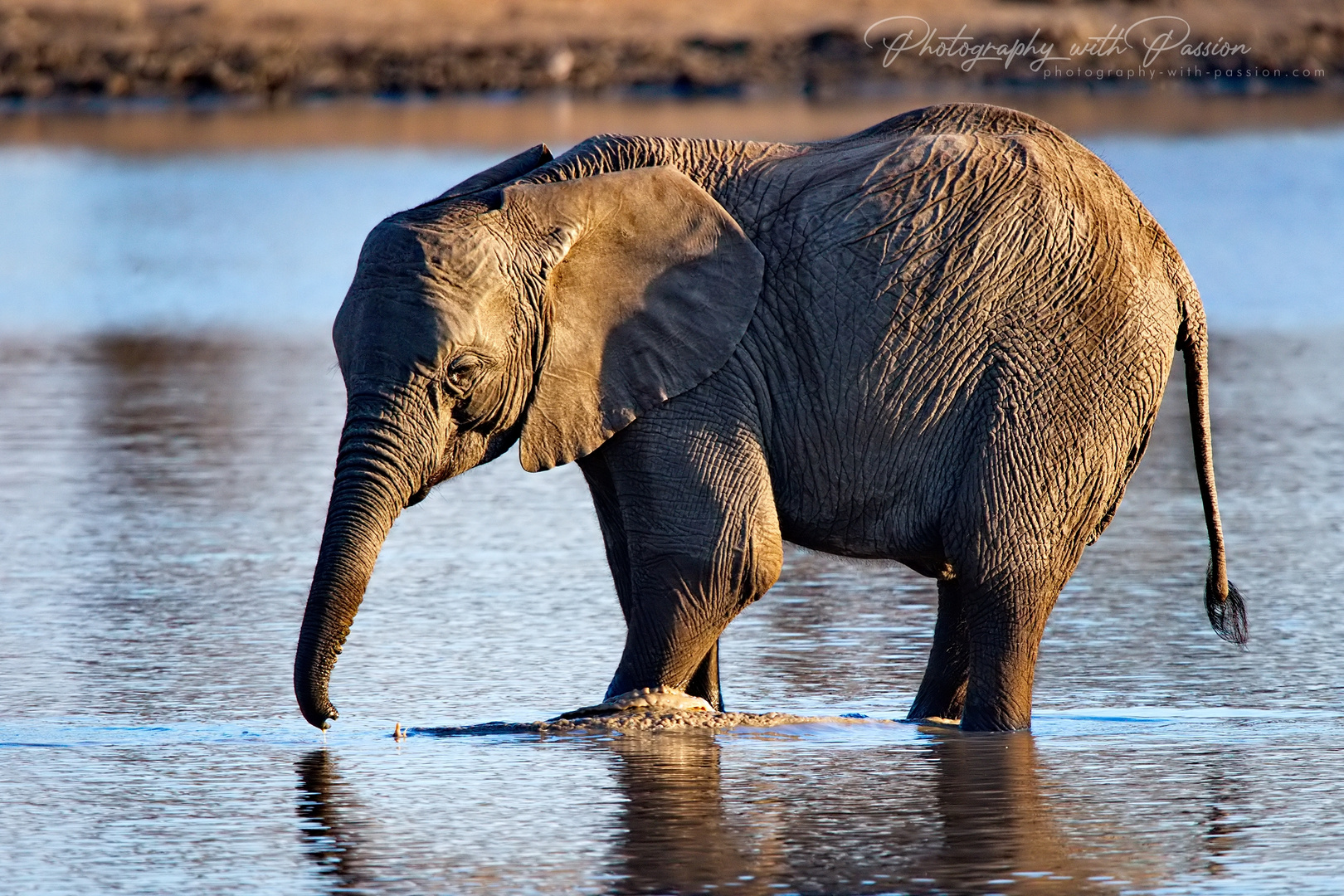 Kleiner Elefant im Wasserloch