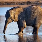 Kleiner Elefant im Wasserloch