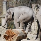 kleiner Elefant im Zoo Hellabrunn bei München