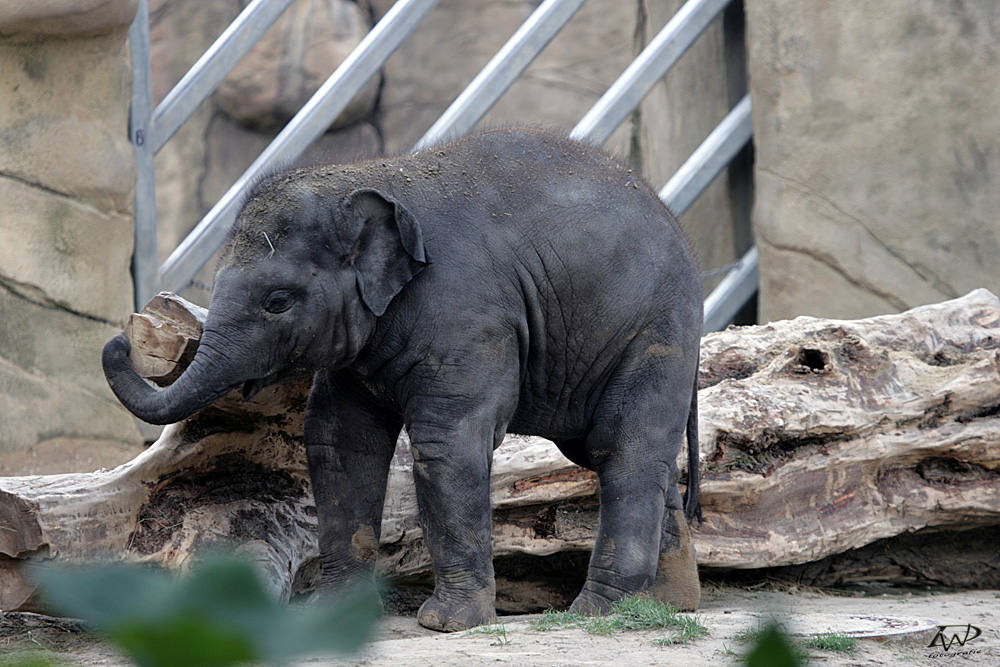 Kleiner Elefant (Indisch)