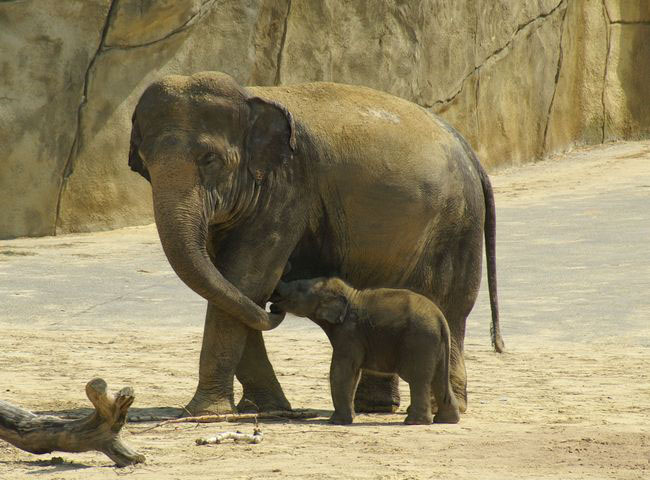 Kleiner Elefant mit Mama