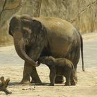 Kleiner Elefant mit Mama