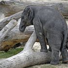 Kleiner Elefant mit Schnuller