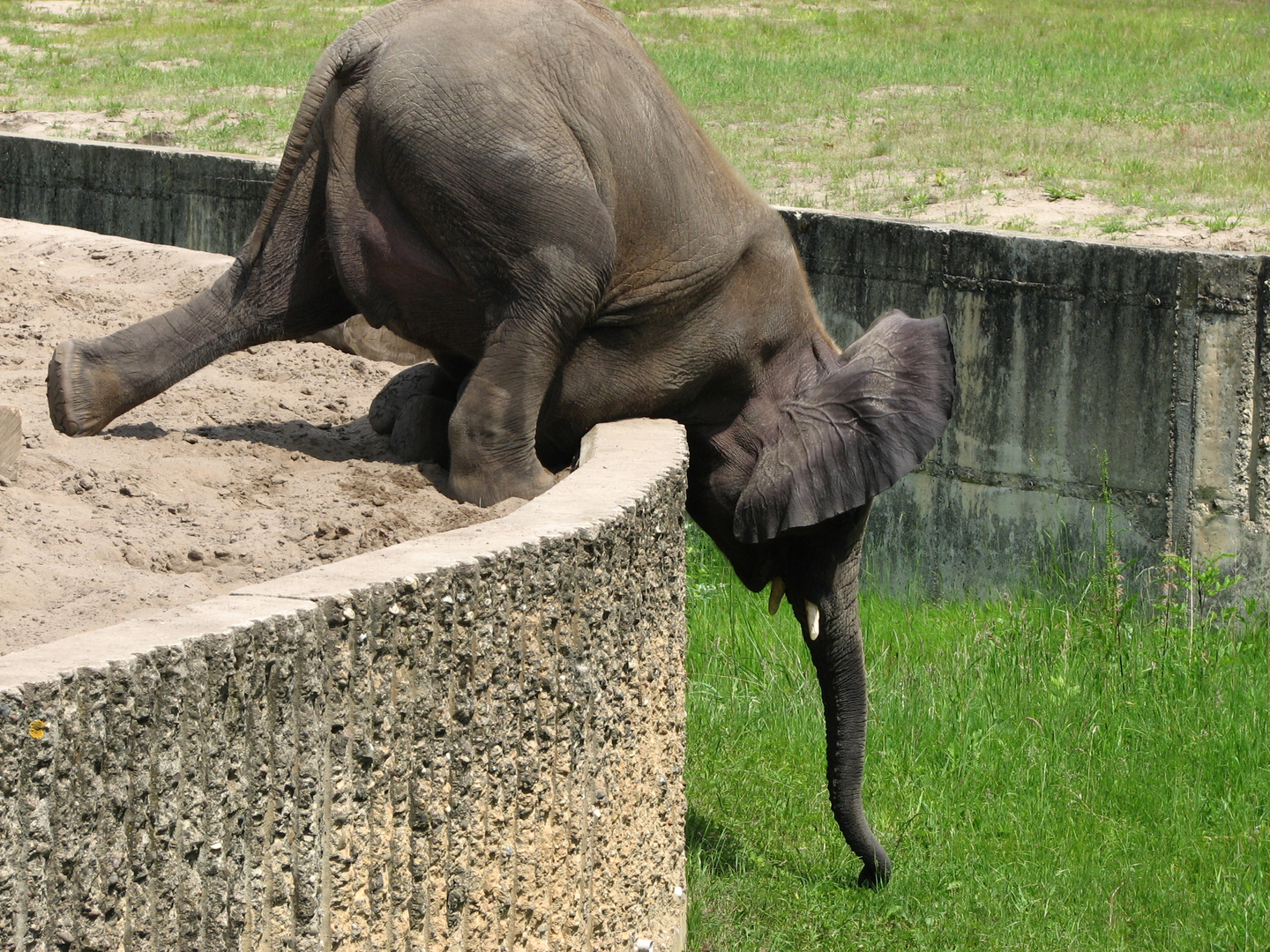 kleiner Elefant muss sich recken...