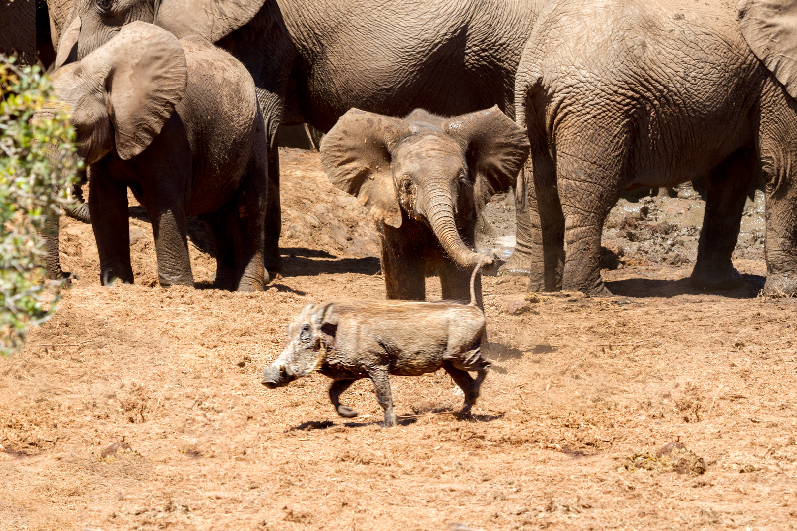 Kleiner Elefant scheucht Warzenschwein