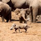 Kleiner Elefant scheucht Warzenschwein