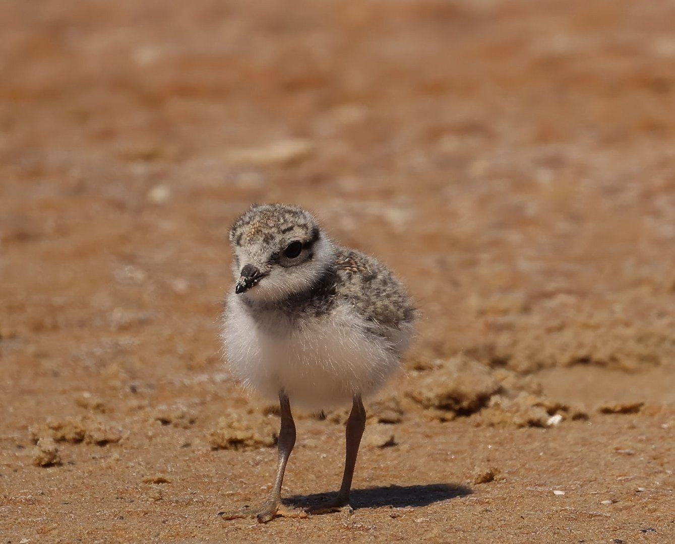 ...........  kleiner Entdecker ...........