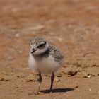 ........... kleiner Entdecker ...........