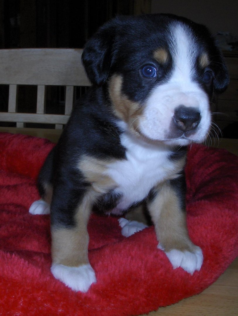 Kleiner Entlebucher vier Wochen alt.