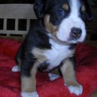 Kleiner Entlebucher vier Wochen alt.