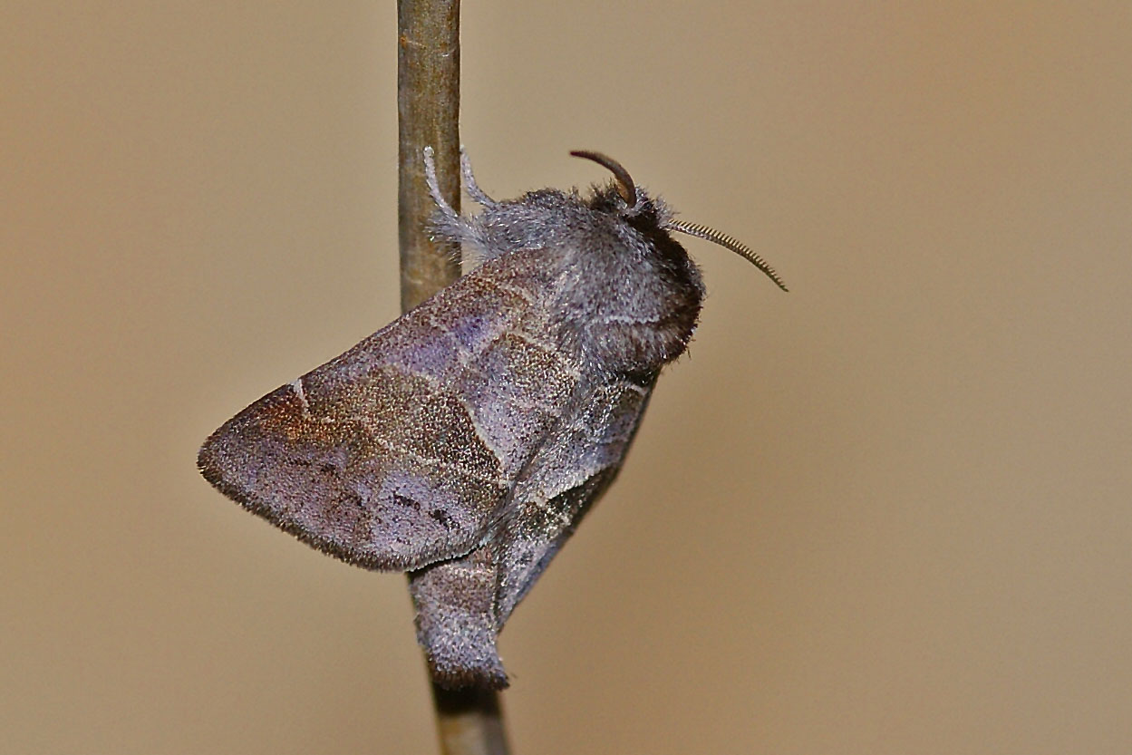 Kleiner Erpelschwanz (Clostera pigra)