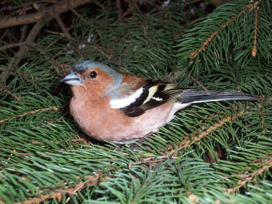 Kleiner erschöpfter Piepser