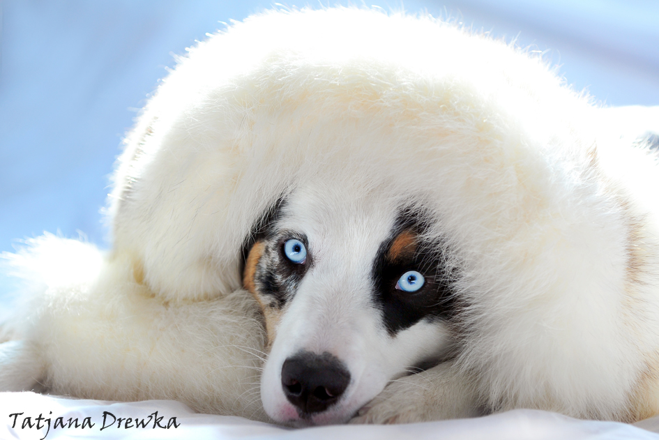 Kleiner Eskimo