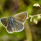 Kleiner Esparsetten-Bläuling (Polyommatus thersites)