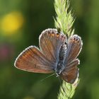 Kleiner Esparsettenbläuling (Weibchen)