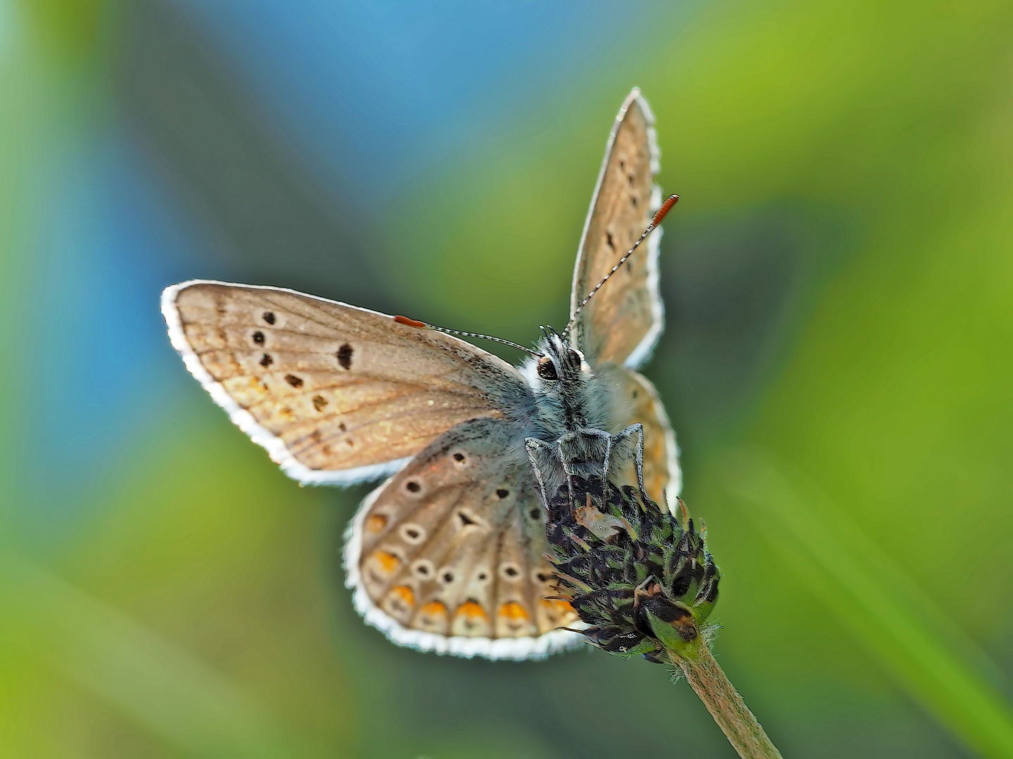 Kleiner Espasetten-Bläuling (Polyommatus thersites) oder Hauhechel-Bläuling (Polyommatus icarus) *