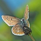 Kleiner Espasetten-Bläuling (Polyommatus thersites) oder Hauhechel-Bläuling (Polyommatus icarus) *