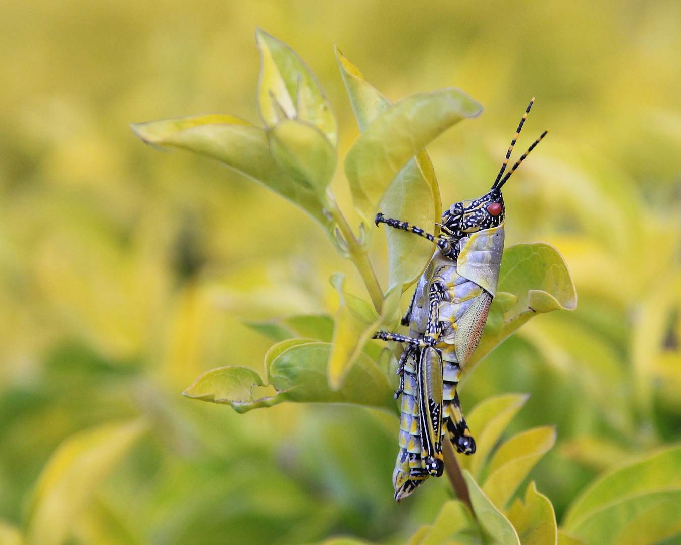 Kleiner Exot Foto &amp; Bild | tiere, wildlife, insekten Bilder auf ...