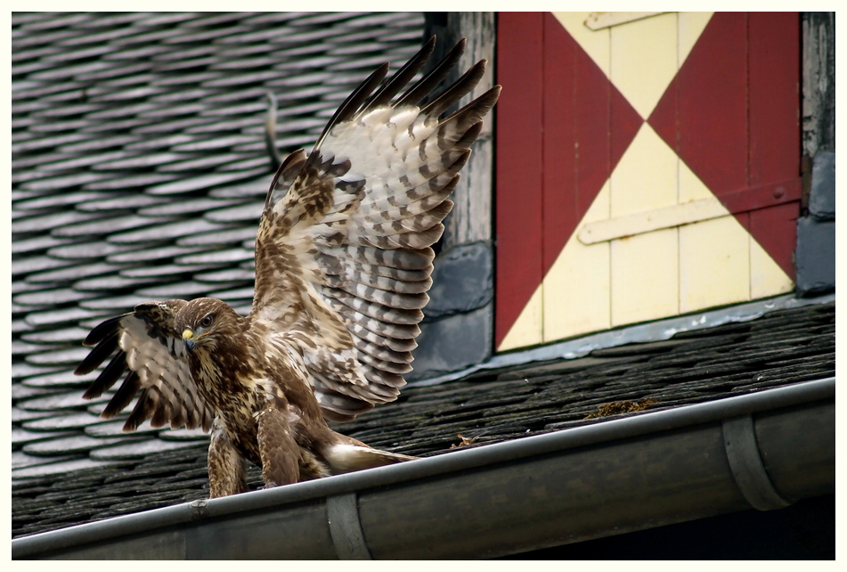 ~Kleiner Falke~