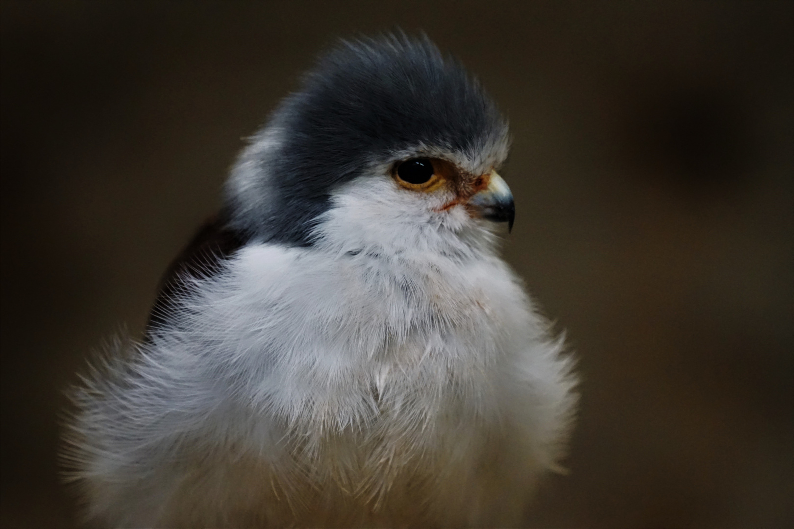 kleiner Falke