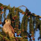 kleiner Falke