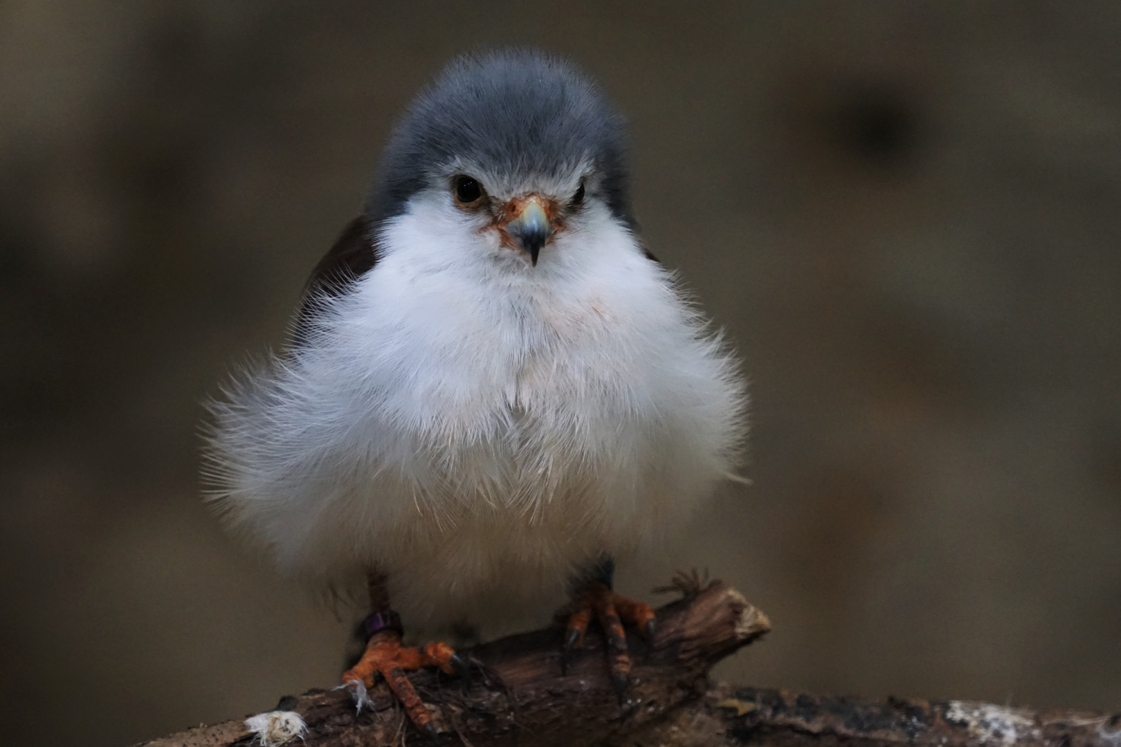 kleiner Falke