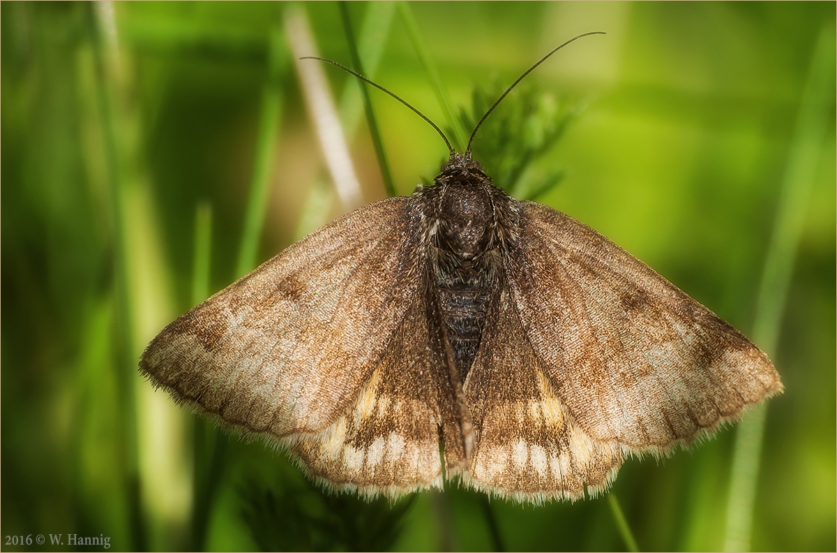 Kleiner Falter Foto & Bild natur, insekten, bochum Bilder auf
