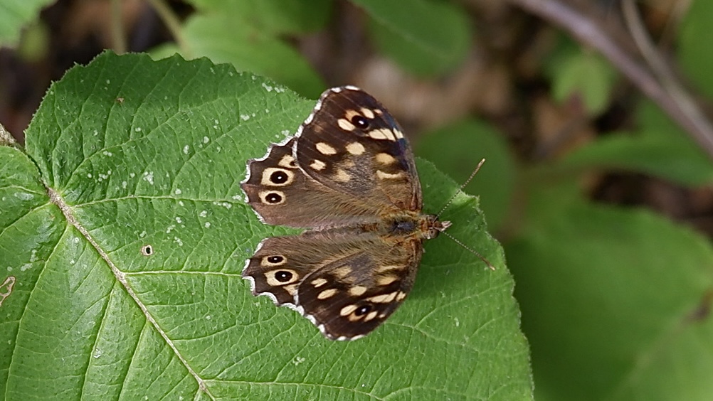 Kleiner Falter am Wegesrand Foto & Bild tiere, wildlife, insekten