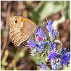 kleiner Falter auf der Blüte