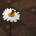 Kleiner Falter auf Margeritenblüte