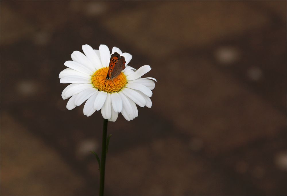 Kleiner Falter auf Margeritenblüte