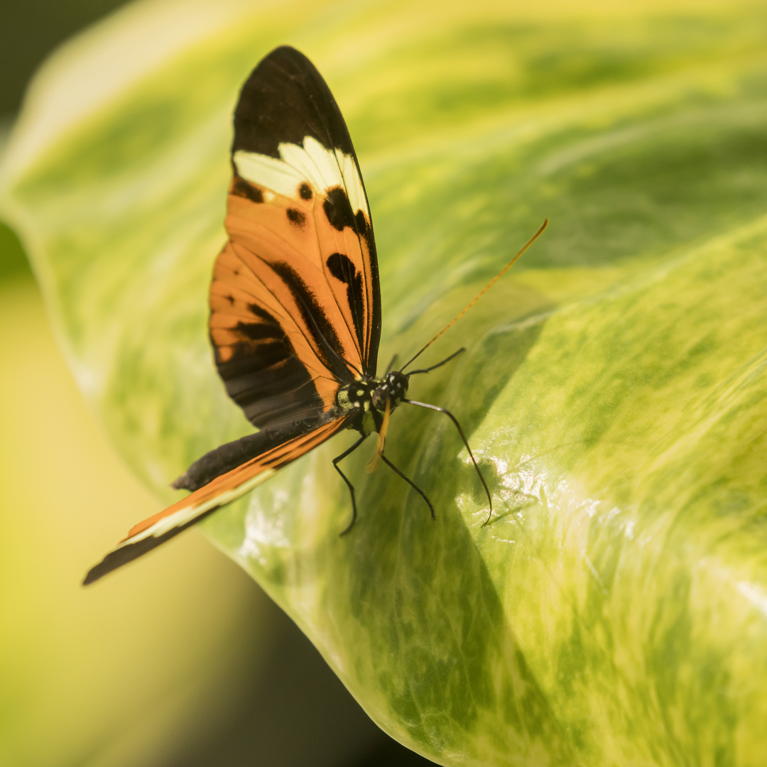 Kleiner Falter grosser Schatten 