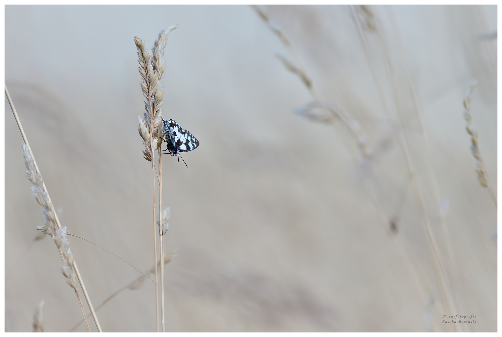 kleiner Falter im Feld