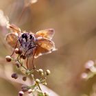 kleiner Falter im Sonnenbad