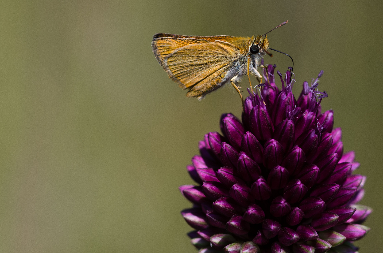 Kleiner Falter in der Provence